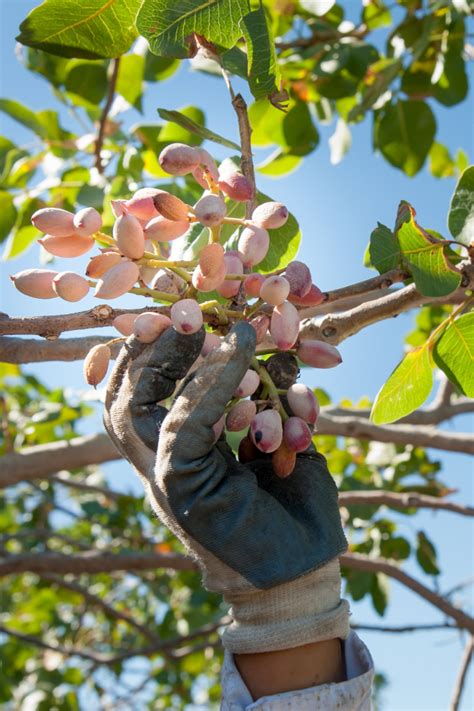 Grow your own pistachio trees – Artofit