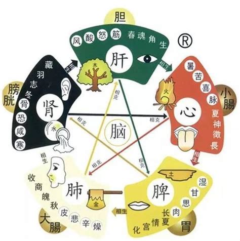 中医五行学说与五脏相关阅读_中医五行学说与五脏在线阅读--周易算命网