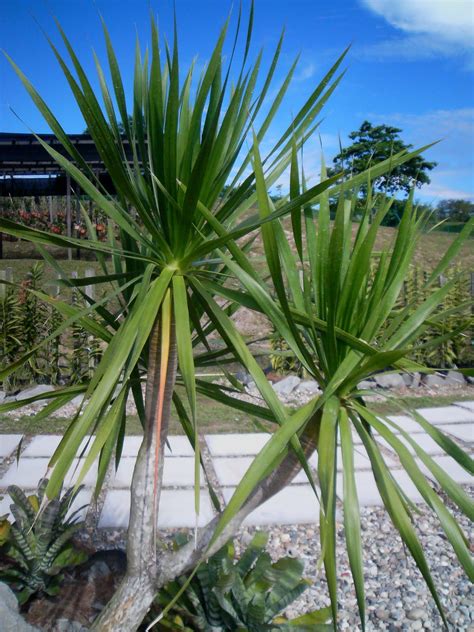 All The Plants (2nd Ed.): Yucca aloifolia (Spanish Bayonet)