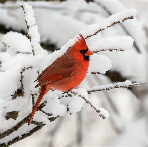 Why Cardinals Don’t Migrate in Winter