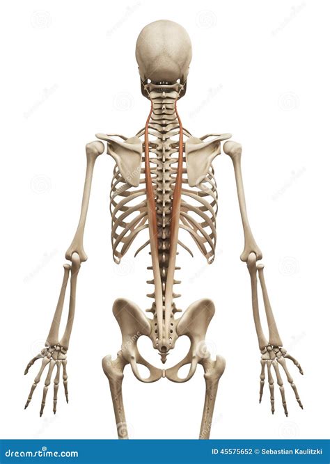 The longissimus thoracis stock illustration. Illustration of science ...