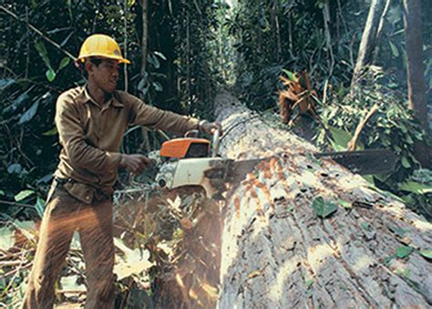 Deforestation 的图像结果