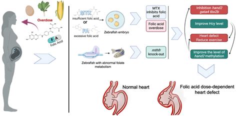 Precise Dose of Folic Acid Supplementation Is Essential for Embryonic ...