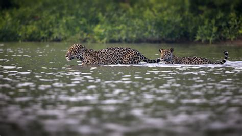 Jaguars In The Tropical Rainforest
