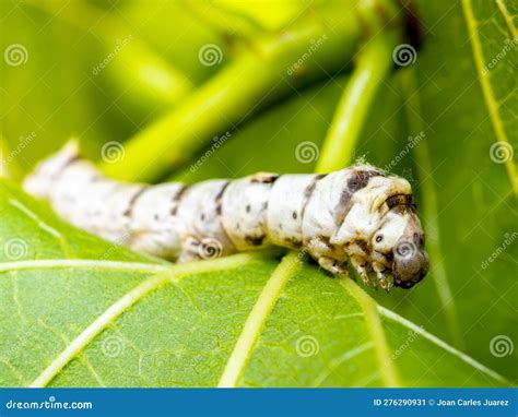 Domestic Silk Moth (Bombyx Mori) on a Mulberry Leaf with Blurred ...