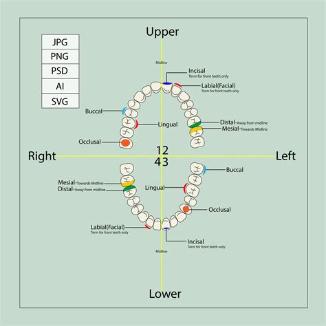 Dental Tooth Surfaces Chart at Edward Stenhouse blog