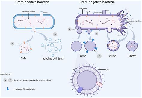 Gram Positive Vs Gram Negative
