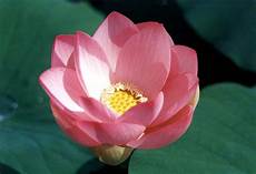 fiori loto marta tra i fiori loto il dolcissimo frutto fiori loto marta tra i fiori loto il dolcissimo frutto