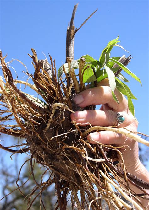 Live Roots - Wildflower Roots - Native American Seed
