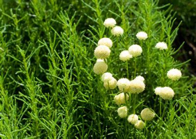 サントリナ花 に対する画像結果