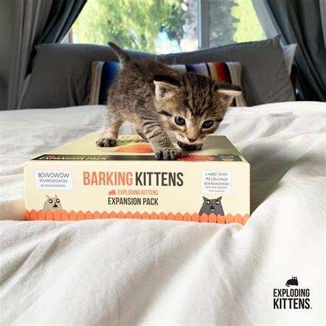 Image result for Exploding Kittens Expansion Pack 4