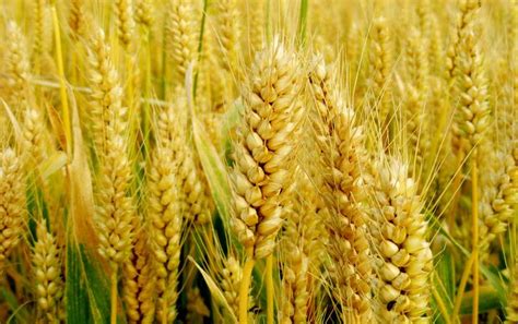 什么是小麦的小穗粒数_百度知道