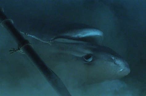 Sea Shark 的图像结果