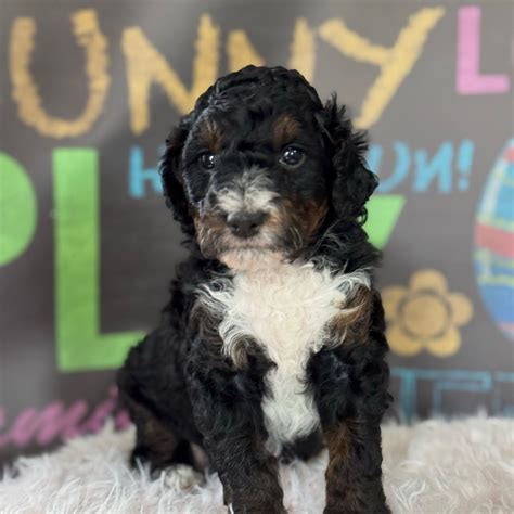 Yellow - Bernedoodle Puppy for Sale in Hesperia, MI | Lancaster Puppies
