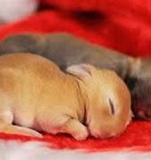 Image result for Baby Bunnies Sleeping