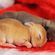Image result for Cute Bunnies Sleeping