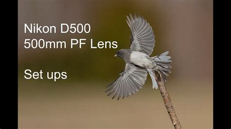 Image result for Back Yard EOS Tutorial