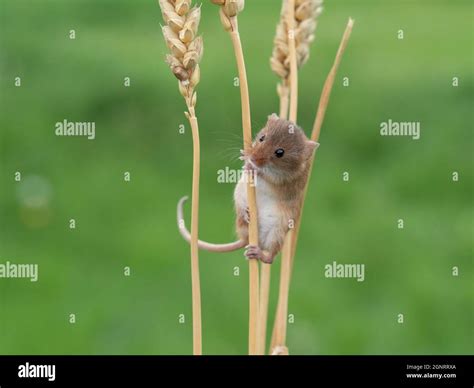 Eurasian Harvest Mouse (Micromys minutus) climbing up wheat seed head ...