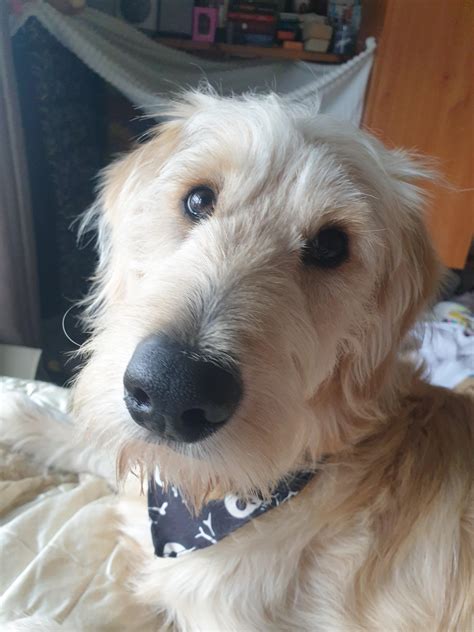 New Goldendoodle Girl-need name ideas :) : r/Goldendoodles