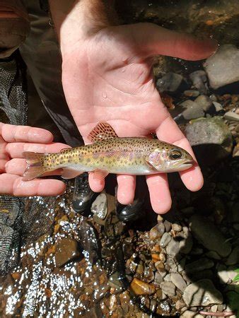 Turning Stones Fly Fishing, LLC Day Tours (Franklin) - 2022 What to ...