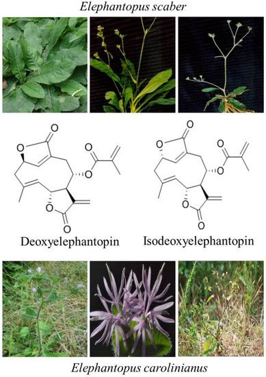 Deoxyelephantopin and Isodeoxyelephantopin as Potential Anticancer ...