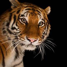Tiger Image by Siberian Tiger National Geographic Tiger Image