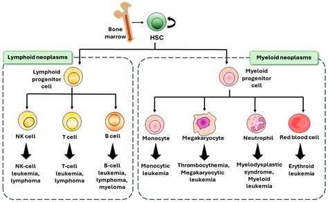 Leukemic Stem Cells and Hematological Malignancies