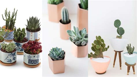 5 indoor plants and flowers you should get home this summer