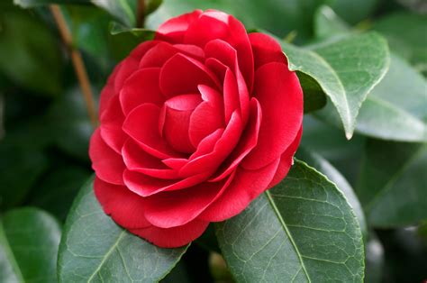 The Culture of Camellias: The State Flower of Alabama - Alabama ...