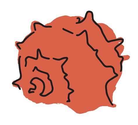 Spiked marine shell vector drawing | Premium Vector