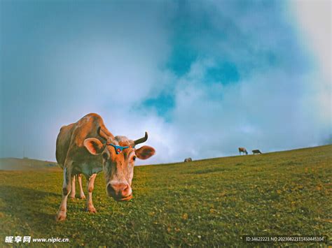 草原牛 的图像结果