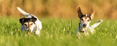 Quality Veterinary Services | Butterfield Animal Hospital