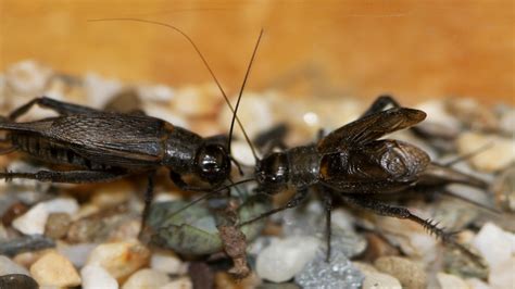 Mormon Crickets 的图像结果