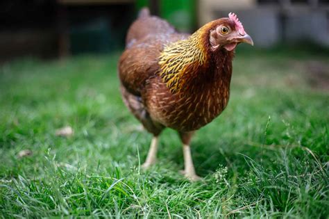 Chicken Bird Facts - Gallus gallus domesticus - A-Z Animals