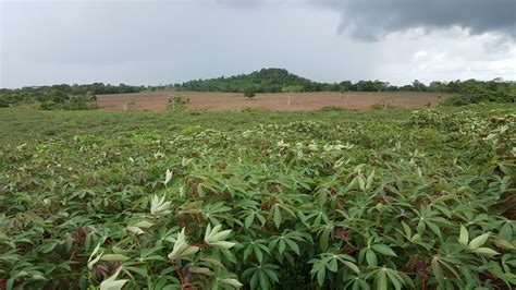 Yuca vs. Yucca - Wholesale Organic Yuca, Fresh and Frozen Vegetables
