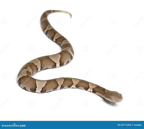 Young Copperhead Snake Or Highland Moccasin Stock Photo | CartoonDealer ...