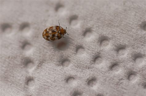 What Do Carpet Beetles Look Like - Katynel
