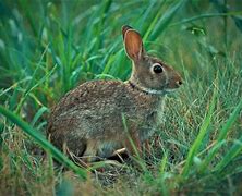 Image result for Eastern Cottontail Rabbit Food