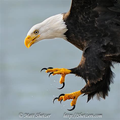 Bald Eagle Close Up with Talons