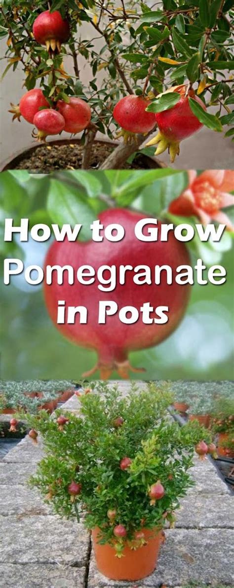 Pomegranate Tree Growing Tips 的图像结果