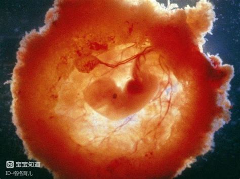 一张详情图看懂胎儿从受精卵到足月出生变化__凤凰网