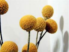 fiore a palla giallo billy palla fiori immagine gratis domain fiore a palla giallo billy palla fiori immagine gratis domain