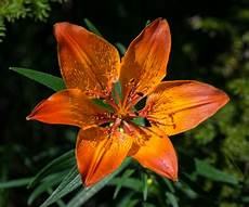 ca fiore lilium bulbiferum ca fiore lilium bulbiferum