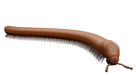 3D Model: Invertebrates - Millipede