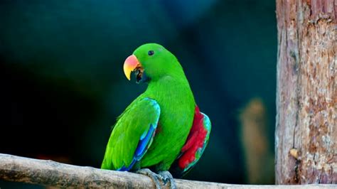 Image result for Parrot Search Algorithm