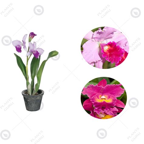 Buy Catleya Orchid Purple - Orchid Plant online at best price