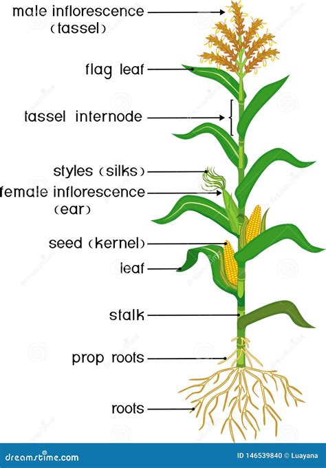 Types Of House Plants Corn Stock