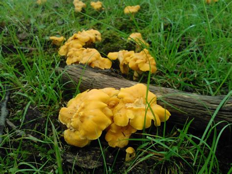 black_trumpets - THE MUSHROOM HUNTER