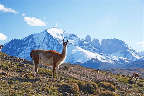 Patagonian Desert Animals