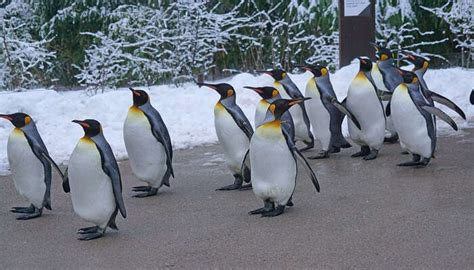 Australia In December 2026 : Christmas, New Year, Events & Travel Guide